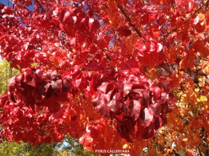 Pyrus calleryana - fall foliage
